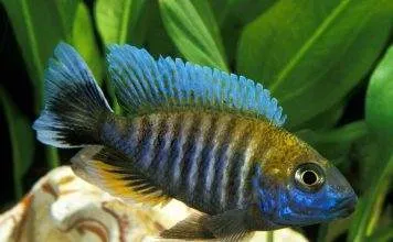 Fiche du poisson Aulonocara nyassae poisson Aulonocara nyassae Cichlidé paon