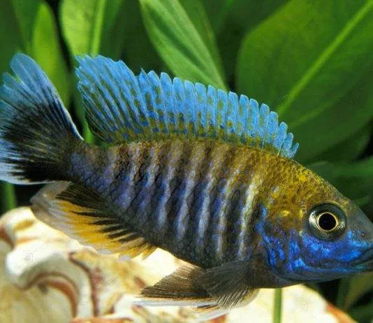 poisson Aulonocara nyassae Cichlidé paon