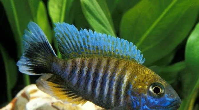 poisson Aulonocara nyassae Cichlidé paon