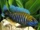 poisson Aulonocara nyassae Cichlidé paon