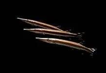 poisson Boulengerella lateristriga (2)