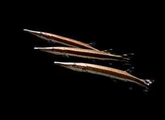 poisson Boulengerella lateristriga (2)