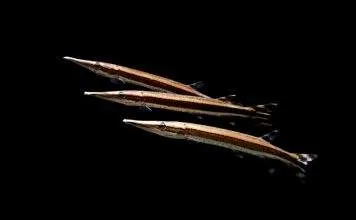 Fiche du poisson Boulengerella lateristriga poisson Boulengerella lateristriga (2)