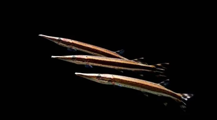 poisson Boulengerella lateristriga (2)