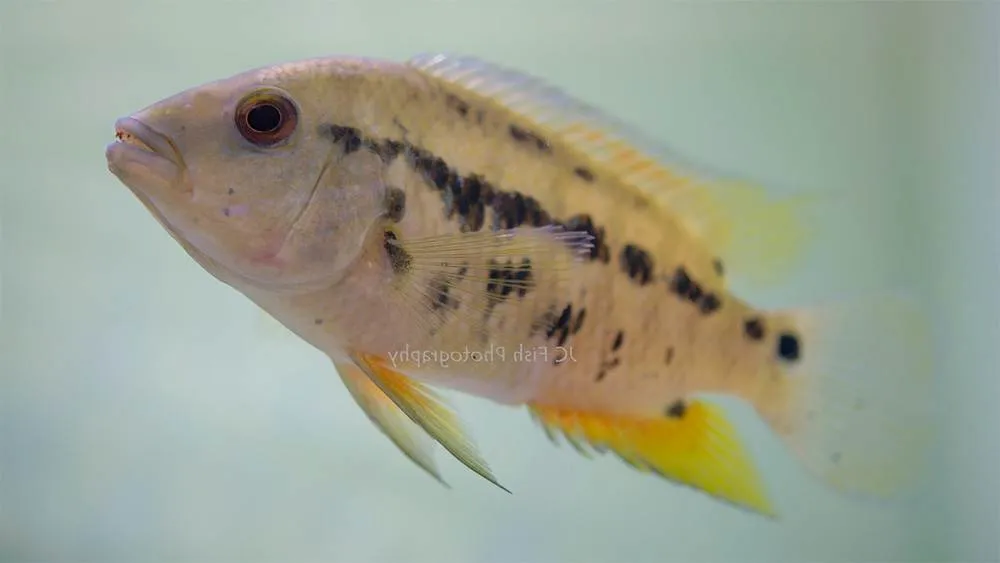 poisson Cichlasoma atromaculatum (2)