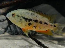 poisson Cichlasoma atromaculatum
