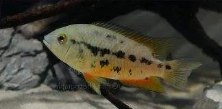 poisson Cichlasoma atromaculatum