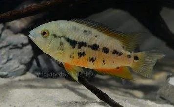 Fiche du poisson Cichlasoma atromaculatum poisson Cichlasoma atromaculatum