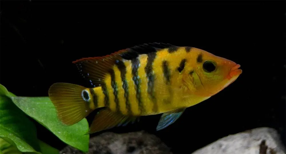 poisson Cichlasoma festae