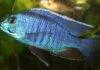 Fiche du poisson Copadichromis azureus poisson Copadichromis azureus