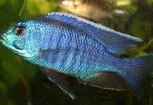 Fiche du poisson Copadichromis azureus poisson Copadichromis azureus