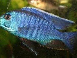 poisson Copadichromis azureus