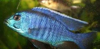 poisson Copadichromis azureus