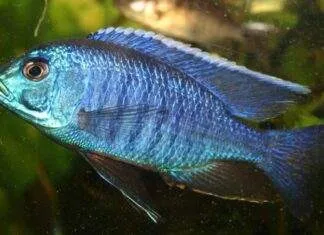 poisson Copadichromis azureus