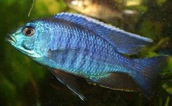 Fiche du poisson Copadichromis azureus poisson Copadichromis azureus