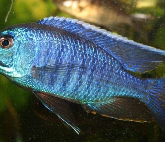 poisson Copadichromis azureus