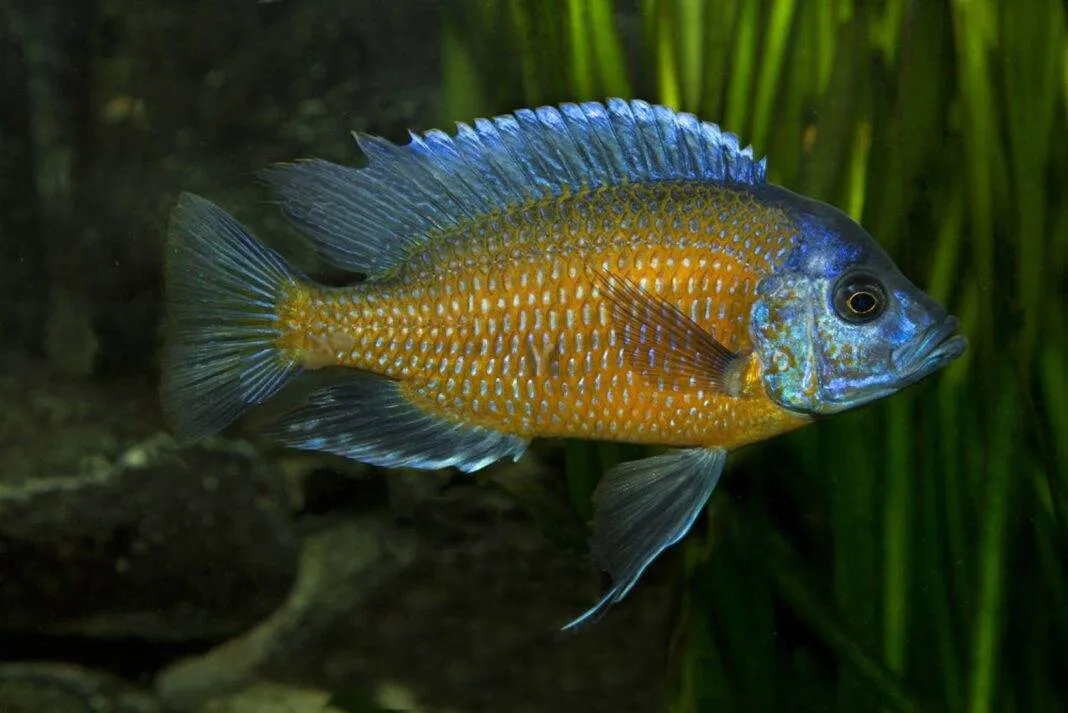 poisson Copadichromis borleyi