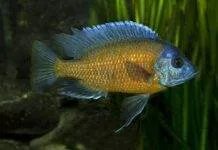 Fiche du poisson Copadichromis borleyi poisson Copadichromis borleyi