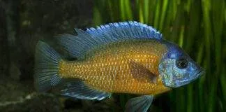 poisson Copadichromis borleyi