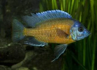 poisson Copadichromis borleyi