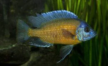 poisson Copadichromis borleyi
