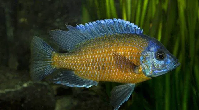 Fiche du poisson Copadichromis borleyi poisson Copadichromis borleyi