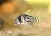 Fiche du poisson : Corydoras schwartzi poisson Corydoras schwartzi (2)