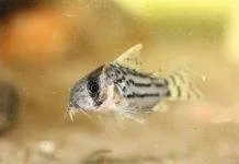 Fiche du poisson : Corydoras schwartzi poisson Corydoras schwartzi (2)