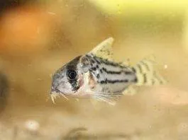 poisson Corydoras schwartzi (2)