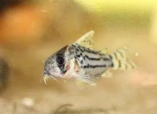 poisson Corydoras schwartzi (2)