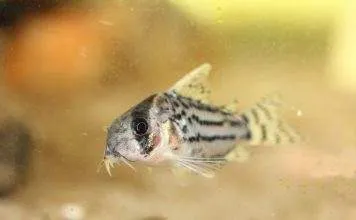 poisson Corydoras schwartzi (2)