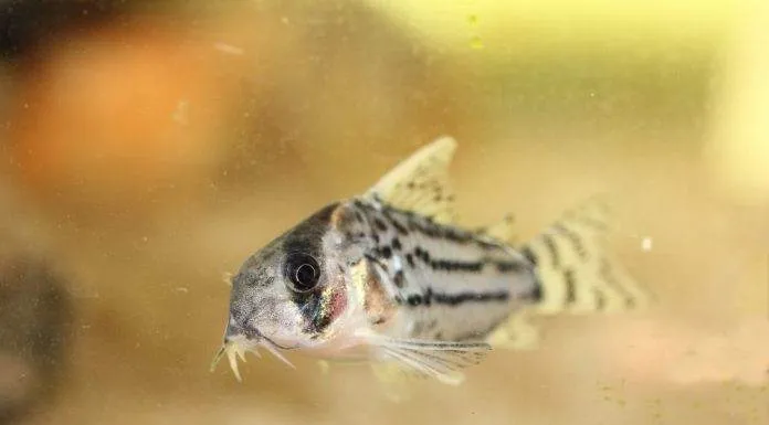 poisson Corydoras schwartzi (2)