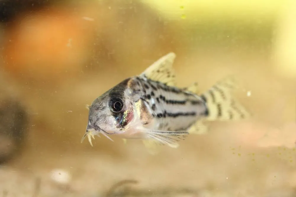 poisson Corydoras schwartzi (2)