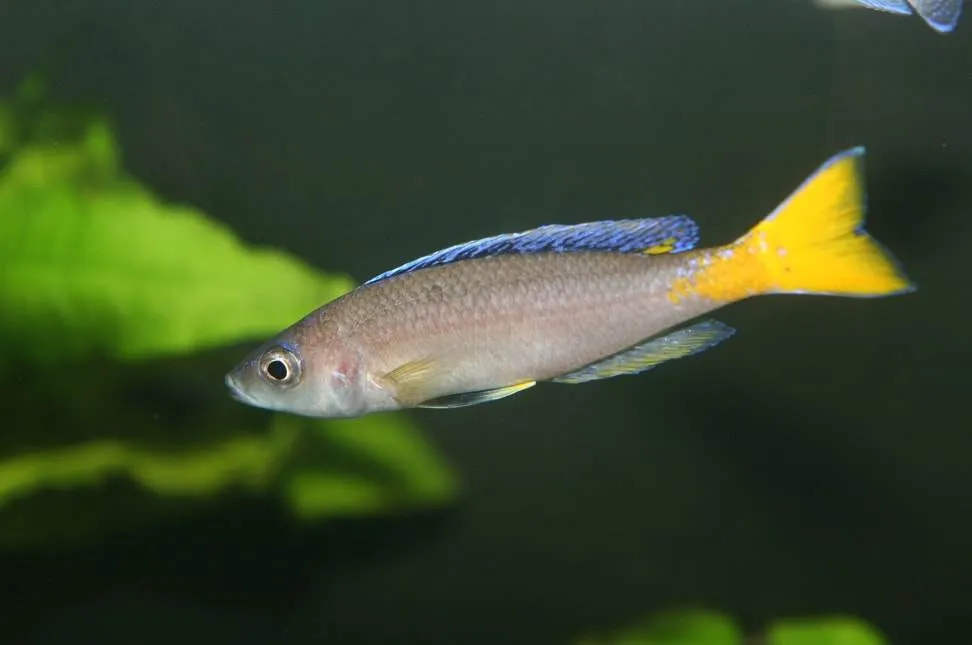 poisson Cyprichromis leptosoma