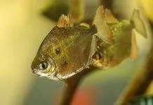 poisson Dollar d'argent