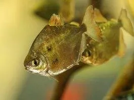 poisson Dollar d'argent