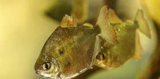 poisson Dollar d'argent