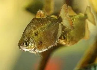 Fiche du poisson Metynnis argenteus poisson Dollar d'argent