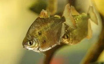 Fiche du poisson Metynnis argenteus poisson Dollar d'argent