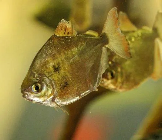 poisson Dollar d'argent