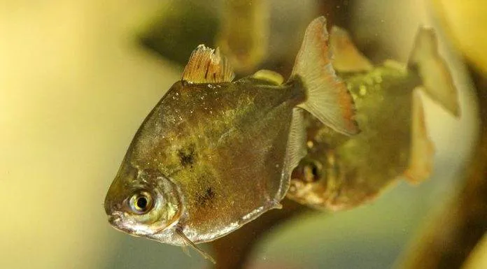 poisson Dollar d'argent