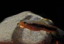 poisson Erythrinus erythrinus (2)