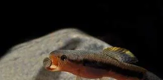 poisson Erythrinus erythrinus (2)