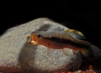 poisson Erythrinus erythrinus (2)