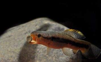 poisson Erythrinus erythrinus (2)