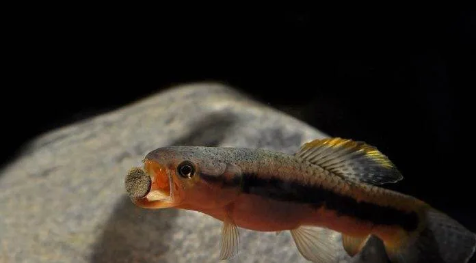 poisson Erythrinus erythrinus (2)