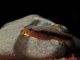 poisson Erythrinus erythrinus (2)