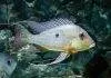 poisson Geophagus surinamensis