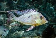poisson Geophagus surinamensis