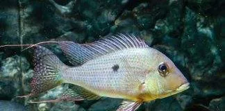 poisson Geophagus surinamensis